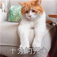  生无可恋表情包猫咪超萌一副生无可恋的猫咪表情包