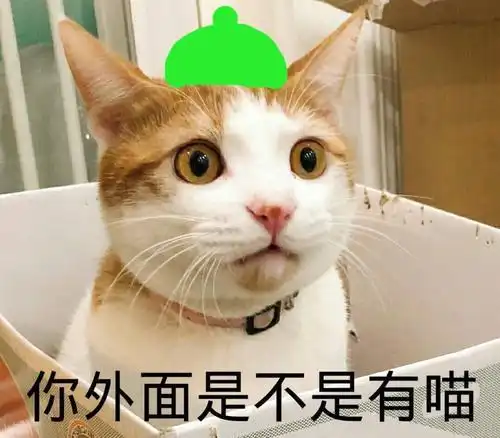 12个让你更爱猫咪的有趣冷知识,都知道铲屎官简直就是猫博士 12个让你更爱猫咪的有趣冷知识,都知道铲屎官简直就是猫博士
