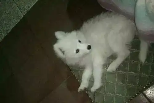  萨摩耶怎么吃都不胖,每天表情严肃,一点都不像微笑天使