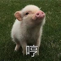  小猪佩奇,假笑boy....2017年最全表情包大赏