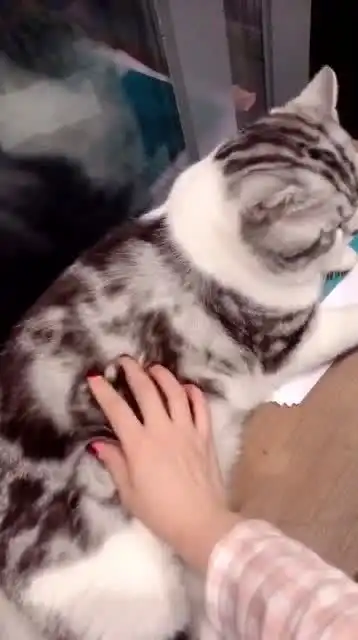 这猫咪看我的表情似乎有点不服啊 这猫咪看我的表情似乎有点不服啊