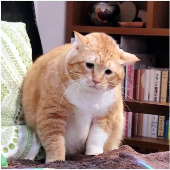  不过是一只小猫咪,怎么能做出那么丰富的表情