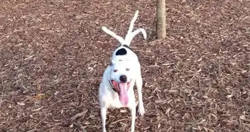 答应我,拍全景照片时千万别拍狗砸...哈哈哈哈哈哈笑喷 答应我,拍全景照片时千万别拍狗砸...哈哈哈哈哈哈笑喷