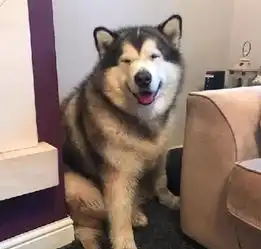 被这两只巨型阿拉斯加萌晕啦谁还不是个宝宝,隔着屏幕都能感受到铲屎官的压力 被这两只巨型阿拉斯加萌晕啦谁还不是个宝宝,隔着屏幕都能感受到铲屎官的压力