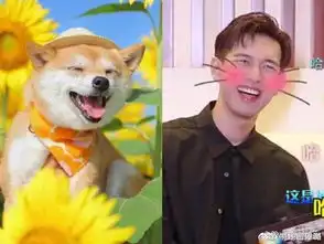  李现撞脸柴犬表情包如此可爱的犬系男友快来带回去