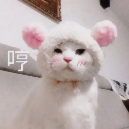  一只猫究竟可以懒成什么样