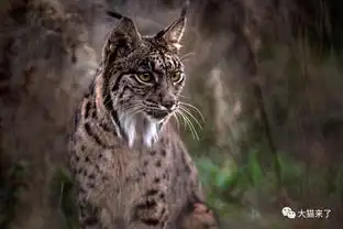 山猫是指哪种猫科动物为何生活在雪山上的雪豹不叫山猫 山猫是指哪种猫科动物为何生活在雪山上的雪豹不叫山猫