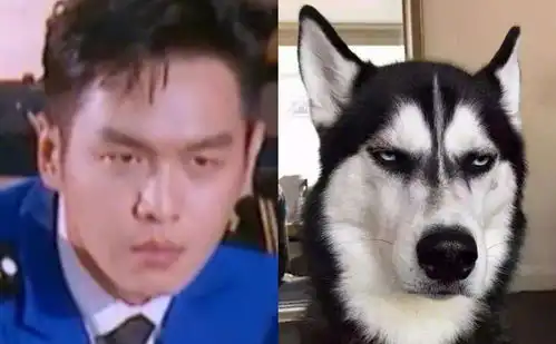 张若昀哈士奇表情包林更