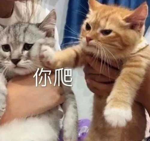  表情包合集这么无聊的日子,确定不约我嘛