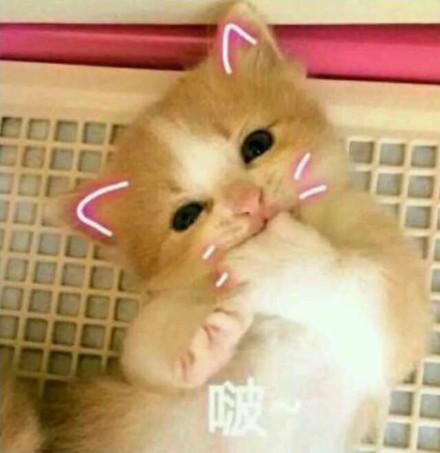  表情包软萌猫咪撒娇卖萌系列软妹必备