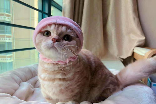 铲屎官给橘猫戴上粉红色帽子,结果遭猫咪嫌弃,高傲的表情太萌了
