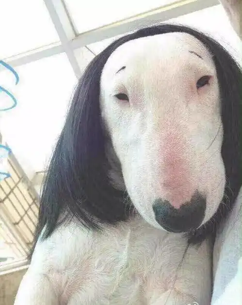 这才是真正的牛头梗,你其实并不了解它 这才是真正的牛头梗,你其实并不了解它