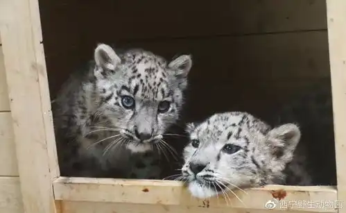 年度最惨大猫下山误入小学,就被动物园当场逮捕了 年度最惨大猫下山误入小学,就被动物园当场逮捕了
