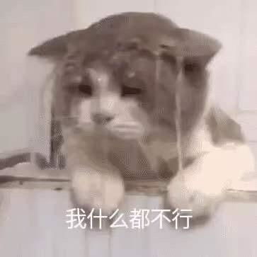  有哪些适合情侣间聊天使用的表情包