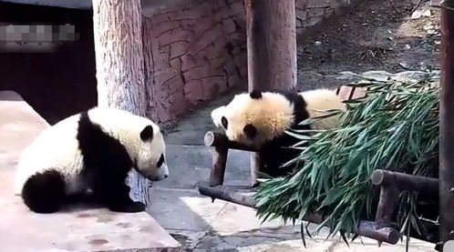  大熊猫霸占摇摇椅,不准同伴一起玩,网友没见过这么霸道的