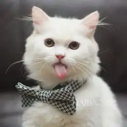 一只超爱吐舌头的猫,表情比人还多快资讯 一只超爱吐舌头的猫,表情比人还多快资讯