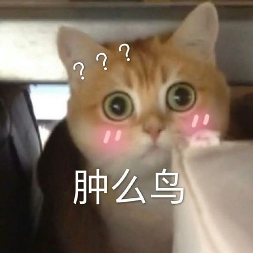  最新表情包图片锤子硬了