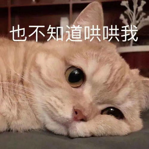  最容易发胖的猫咪,我大胖橘居然不是冠军