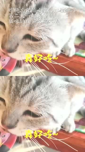  昨晚忘记给小猫添加猫粮了,第二天一起床,猫咪的反应哭笑不得