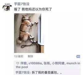 当初骗我养宠物的人,已经被我拉黑了 当初骗我养宠物的人,已经被我拉黑了