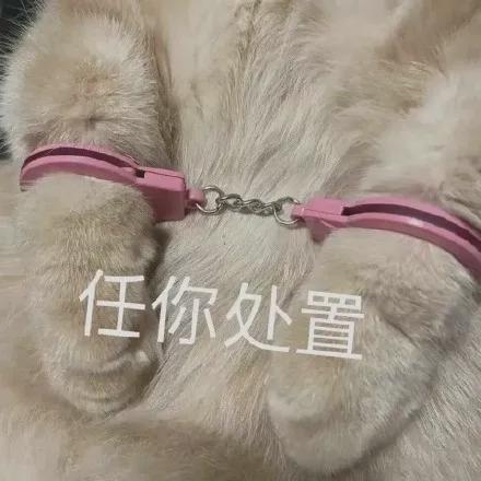  这只大橘被多次弃养,理由竟是因为太粘人