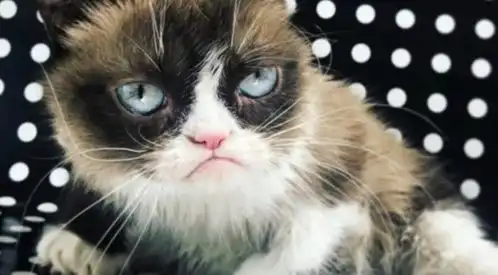 表情包不爽猫去世,网红动物去世留下无数遗产 表情包不爽猫去世,网红动物去世留下无数遗产