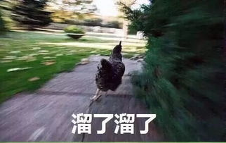 逃离这个星球表情包战后