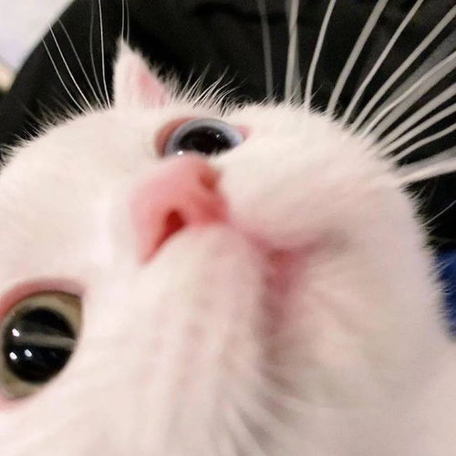  小猫咪们的各种神仙睡姿,我家的直接裂开