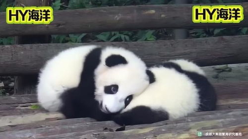  熊猫宝宝睡觉被打扰一脸迷茫的表情,真是太可爱了