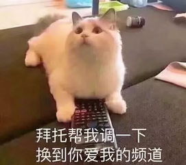猫咪呕吐表情包超萌