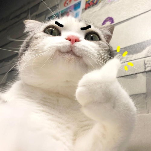  喵喵喵喵喵可爱猫猫表情包