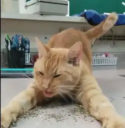 猫咪吃食物姿势太魅惑,看到主人笑得这么奸诈,猫咪一脸黑线 猫咪吃食物姿势太魅惑,看到主人笑得这么奸诈,猫咪一脸黑线