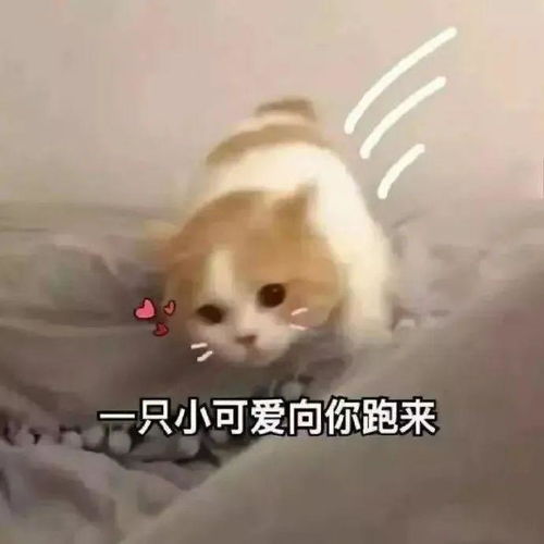  小动物可爱表情包熬夜冠军