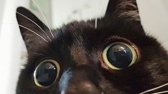  小黑猫靠铜铃大眼好奇表情包爆红网络