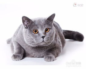  英国短毛猫原来这么多配色