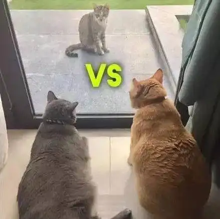  它和兄弟爱上了同一只猫,最好却惨遭兄弟背叛...