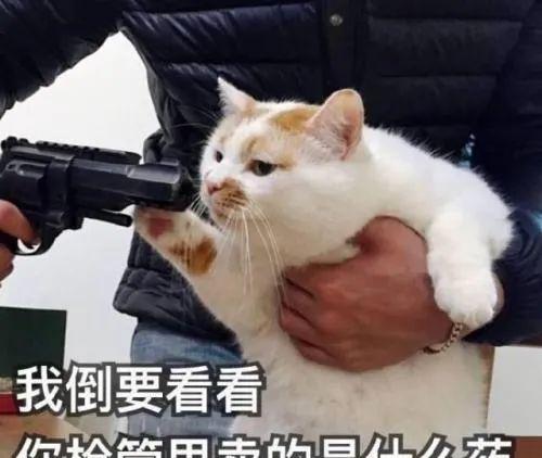  猫咪真的是我见过最有眼力见的动物了