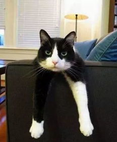  橘猫一脸忧郁趴在沙发上,黑猫不知情去逗弄它,三秒后悲剧了