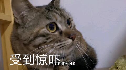  猫咪成精了,把抽屉打开把里面的火腿霍霍完了,铲屎官气崩溃