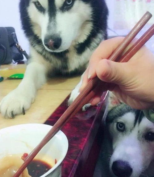  铲屎官肚子饿了煮饺子吃,狗狗则是一副时刻准备抢吃的样子,让人哭笑不得