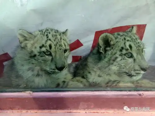 野生动物园雪豹简历6傲雪 野生动物园雪豹简历6傲雪