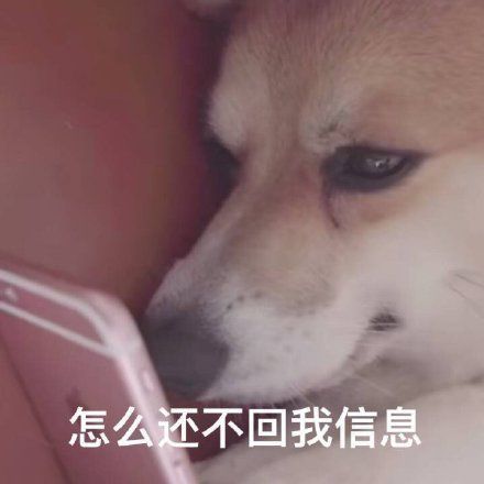  沙雕表情包不谈恋爱,屁事没有,怎么还不回我信息