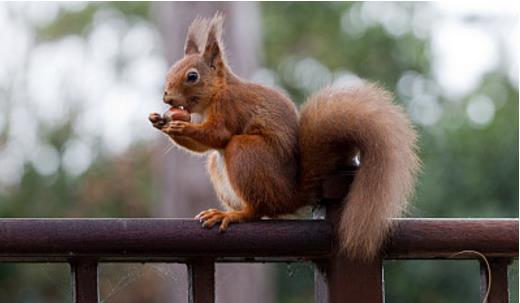 无论饲养哪种松鼠,要想养得亲近人,那就得从小养起 无论饲养哪种松鼠,要想养得亲近人,那就得从小养起