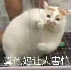  常常用的喵咪表情包,你认识几个