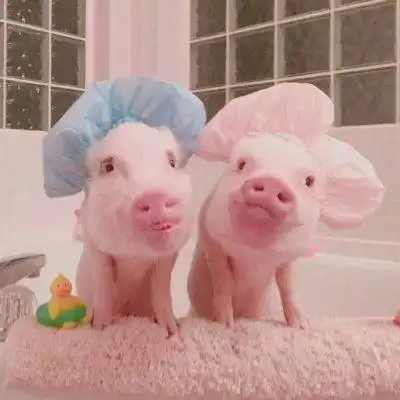 微信猪头像图片大全集真实可爱小猪微信头像图片 微信猪头像图片大全集真实可爱小猪微信头像图片