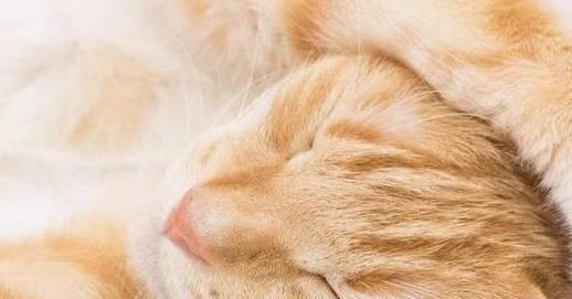  橘猫把老鼠抱在怀里,小表情亮了这个食物好玩,待会再吃