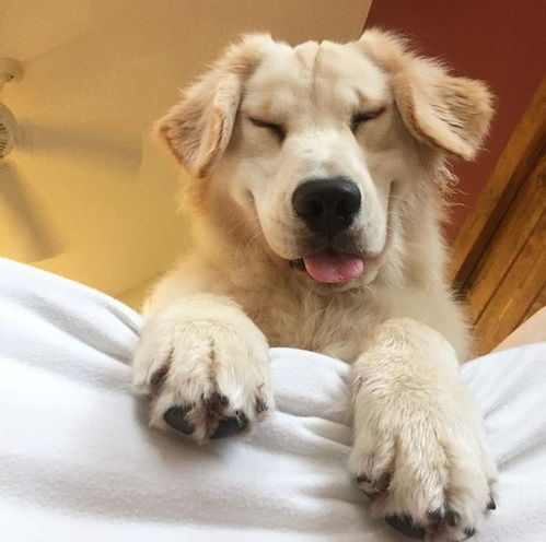 运气太好表情包金毛