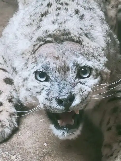 凌家雪豹救护放归记 凌家雪豹救护放归记