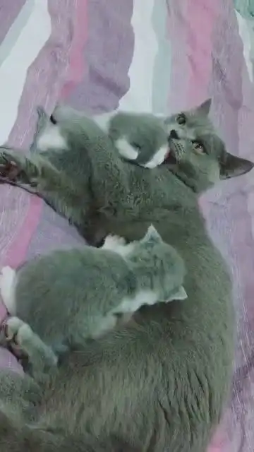 猫妈妈,快拿掉快拿掉,我照顾不过来了 猫妈妈,快拿掉快拿掉,我照顾不过来了