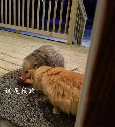 猫咪正在吃饭,一只老鼠冲了过来,猫下一秒的反应把网友笑喷了 猫咪正在吃饭,一只老鼠冲了过来,猫下一秒的反应把网友笑喷了